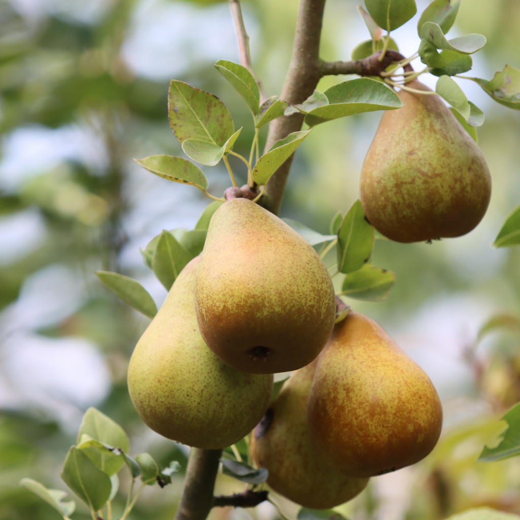 Pears Pears on a tree