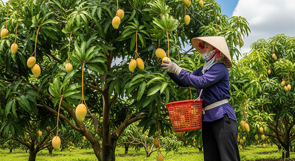 Mango being picked in Vietnam