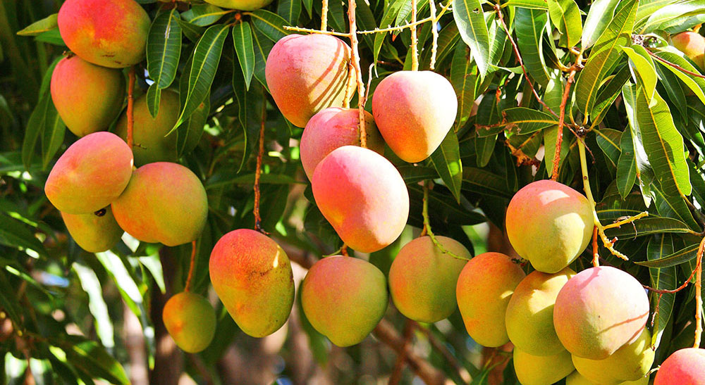 Mangoes on a mango tree