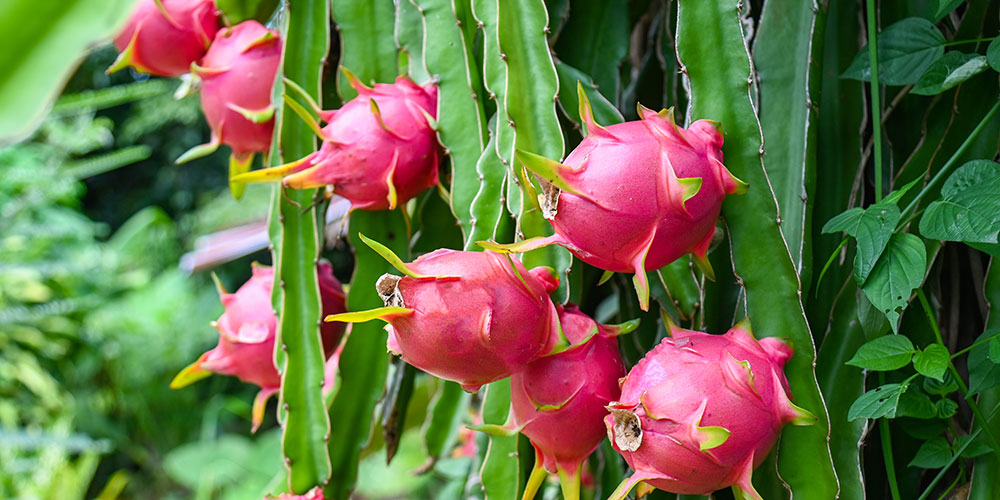 Dragon-Fruit-Tree